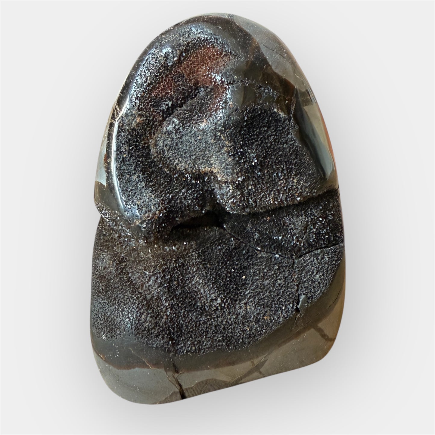 Septaria sauvage