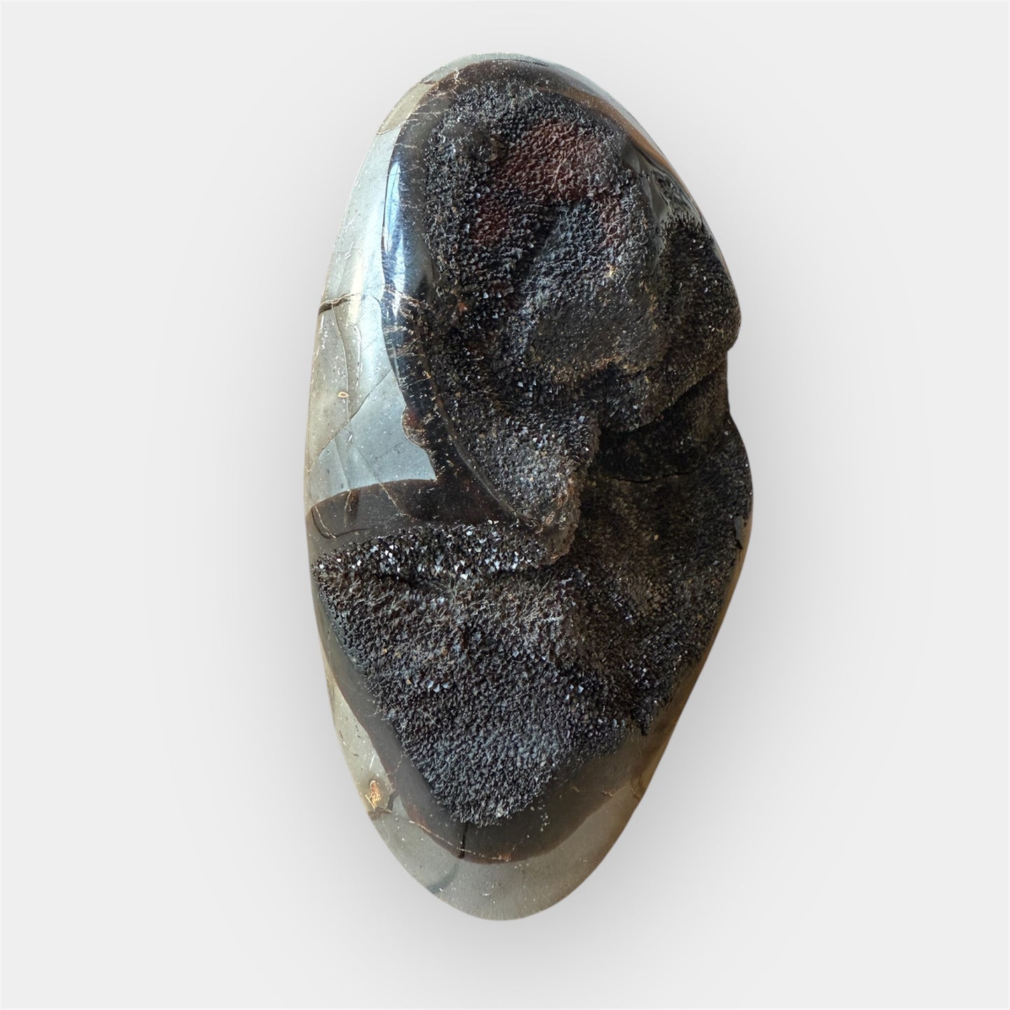 Septaria sauvage
