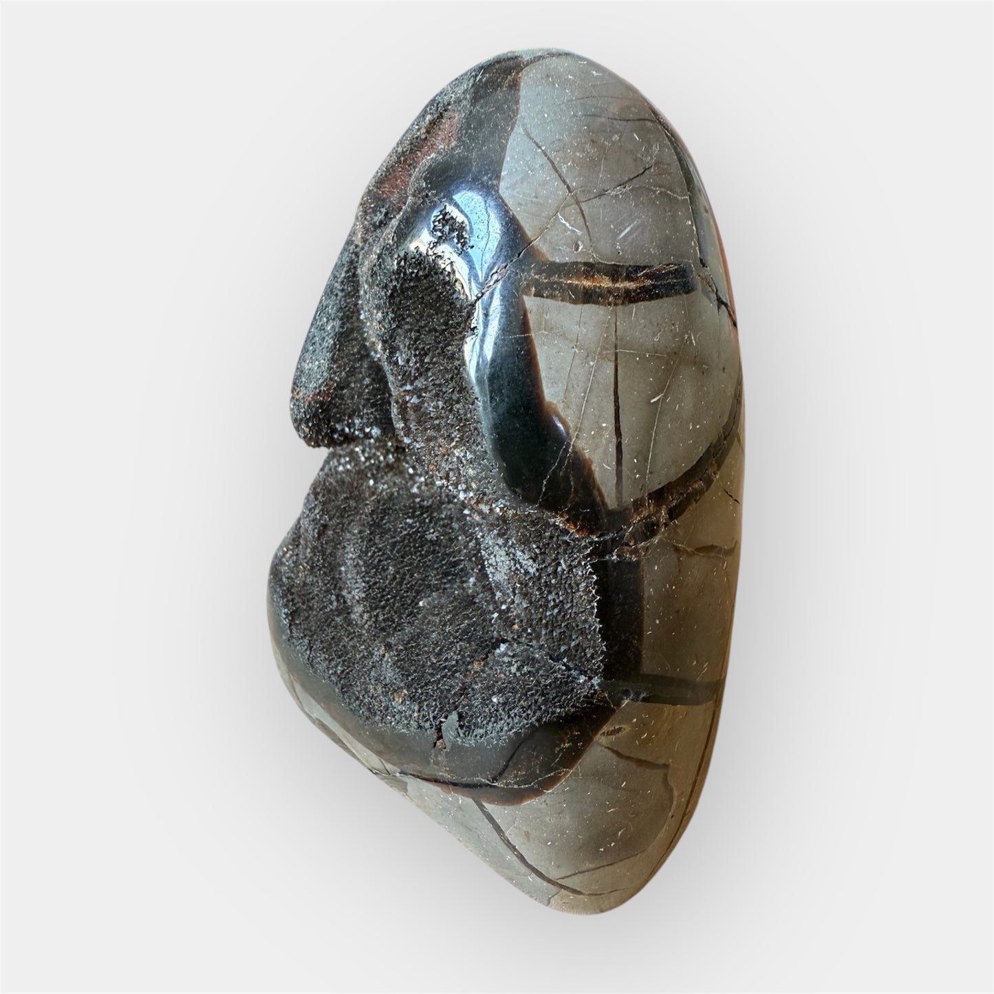 Septaria sauvage