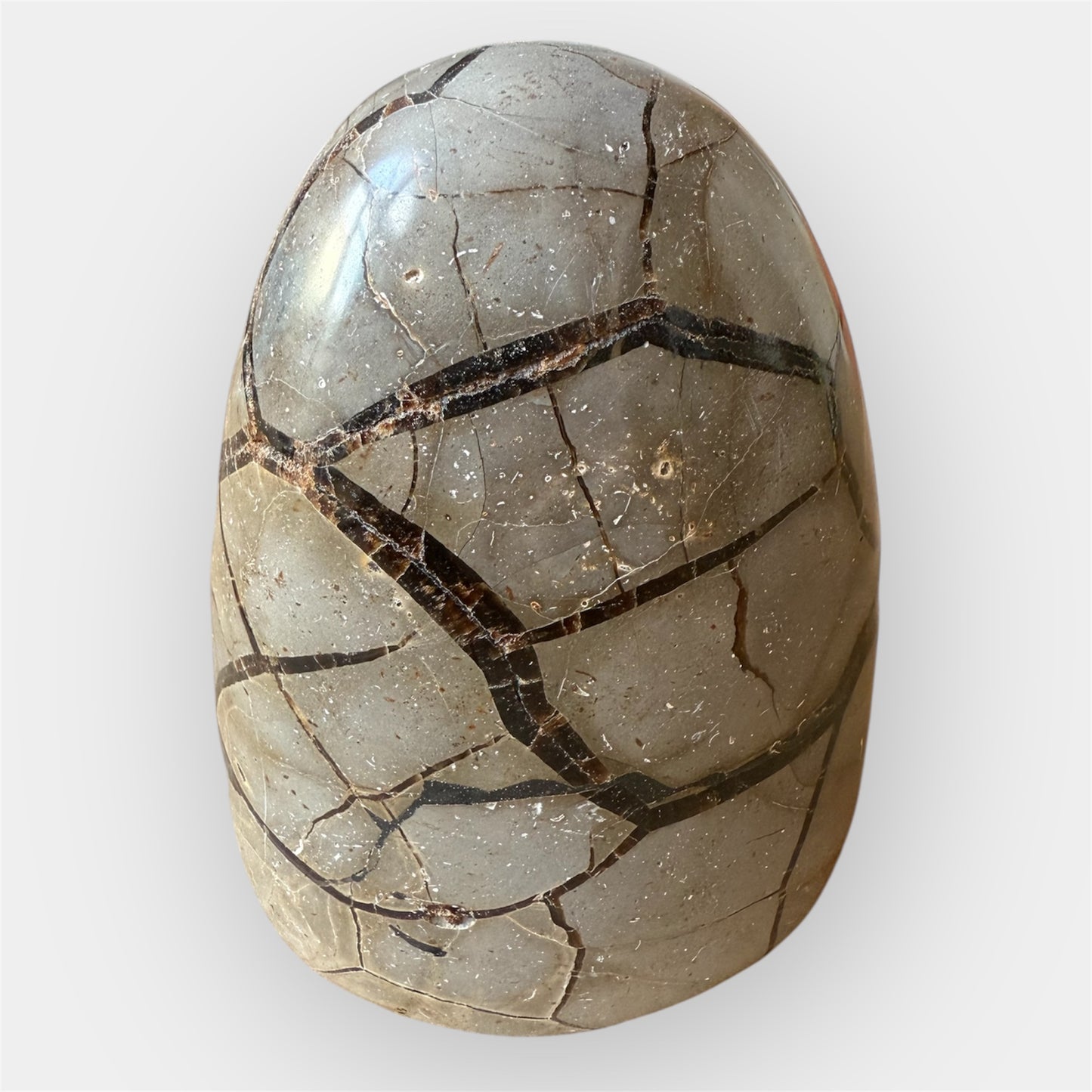 Septaria sauvage