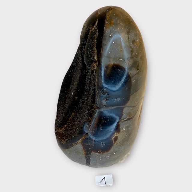 Septaria sauvage