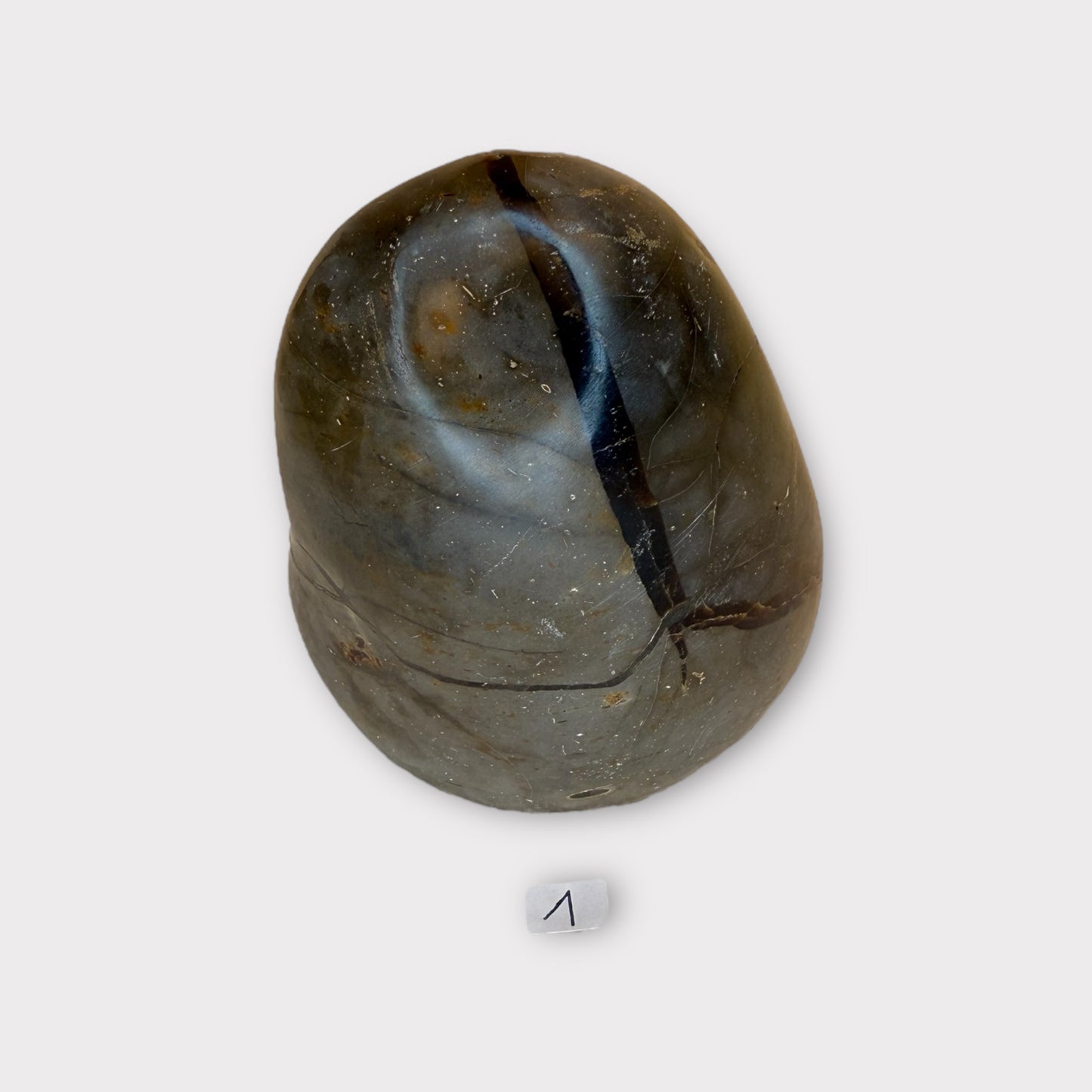 Septaria sauvage