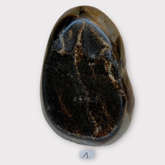 Septaria sauvage