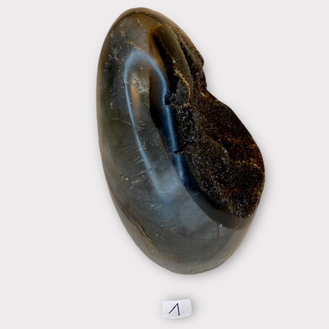 Septaria sauvage